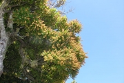 <strong>Cunoniaceae - Weinmannia tinctoria - Sm.</strong><br />© Sarrailh Jean-Michel / CIRAD