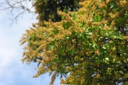 <strong>Cunoniaceae - Weinmannia tinctoria - Sm.</strong><br />© Sarrailh Jean-Michel / CIRAD