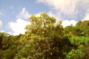 <strong>Cunoniaceae - Weinmannia tinctoria - Sm.</strong><br />© Sarrailh Jean-Michel / CIRAD