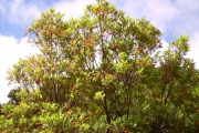 <strong>Cunoniaceae - Weinmannia tinctoria - Sm.</strong><br />© Sarrailh Jean-Michel / CIRAD