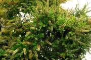 <strong>Cunoniaceae - Weinmannia tinctoria - Sm.</strong><br />© Sarrailh Jean-Michel / CIRAD