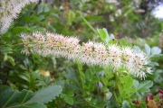 <strong>Cunoniaceae - Weinmannia tinctoria - Sm.</strong><br />© Perroud Annaïg