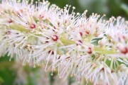 <strong>Cunoniaceae - Weinmannia tinctoria - Sm.</strong><br />© Perroud Annaïg