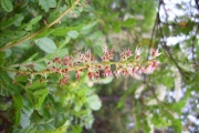 <strong>Cunoniaceae - Weinmannia tinctoria - Sm.</strong><br />© Perroud Annaïg
