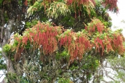<strong>Cunoniaceae - Weinmannia tinctoria - Sm.</strong><br />© Sarrailh Jean-Michel / CIRAD