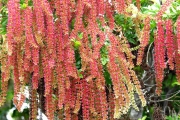 <strong>Cunoniaceae - Weinmannia tinctoria - Sm.</strong><br />© Sarrailh Jean-Michel / CIRAD