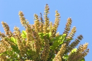 <strong>Cunoniaceae - Weinmannia tinctoria - Sm.</strong><br />© Sarrailh Jean-Michel / CIRAD