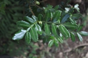 <strong>Cunoniaceae - Weinmannia tinctoria - Sm.</strong><br />© Sarrailh Jean-Michel / CIRAD