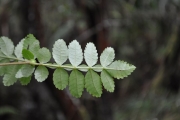 <strong>Cunoniaceae - Weinmannia tinctoria - Sm.</strong><br />© Sarrailh Jean-Michel / CIRAD