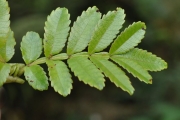 <strong>Cunoniaceae - Weinmannia tinctoria - Sm.</strong><br />© Sarrailh Jean-Michel / CIRAD
