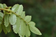 <strong>Cunoniaceae - Weinmannia tinctoria - Sm.</strong><br />© Sarrailh Jean-Michel / CIRAD