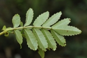 <strong>Cunoniaceae - Weinmannia tinctoria - Sm.</strong><br />© Sarrailh Jean-Michel / CIRAD