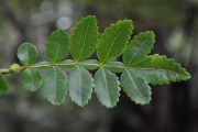 <strong>Cunoniaceae - Weinmannia tinctoria - Sm.</strong><br />© Sarrailh Jean-Michel / CIRAD
