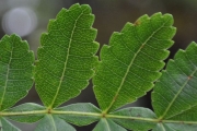 <strong>Cunoniaceae - Weinmannia tinctoria - Sm.</strong><br />© Sarrailh Jean-Michel / CIRAD