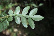 <strong>Cunoniaceae - Weinmannia tinctoria - Sm.</strong><br />© Sarrailh Jean-Michel / CIRAD