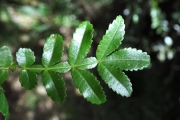 <strong>Cunoniaceae - Weinmannia tinctoria - Sm.</strong><br />© Sarrailh Jean-Michel / CIRAD