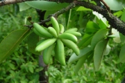 <strong>Annonaceae - Xylopia richardii - Boivin ex Baill.</strong><br />© Sarrailh Jean-Michel / CIRAD