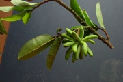 <strong>Annonaceae - Xylopia richardii - Boivin ex Baill.</strong><br />© Sarrailh Jean-Michel / CIRAD