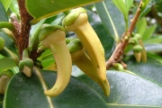 <strong>Annonaceae - Xylopia richardii - Boivin ex Baill.</strong><br />© Baret Stéphane