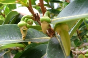 <strong>Annonaceae - Xylopia richardii - Boivin ex Baill.</strong><br />© Baret Stéphane