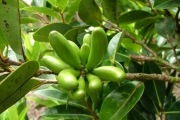 <strong>Annonaceae - Xylopia richardii - Boivin ex Baill.</strong><br />© Baret Stéphane