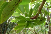 <strong>Annonaceae - Xylopia richardii - Boivin ex Baill.</strong><br />© Baret Stéphane