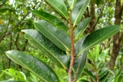 <strong>Annonaceae - Xylopia richardii - Boivin ex Baill.</strong><br />© Baret Stéphane