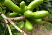 <strong>Annonaceae - Xylopia richardii - Boivin ex Baill.</strong><br />© Baret Stéphane
