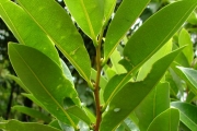 <strong>Annonaceae - Xylopia richardii - Boivin ex Baill.</strong><br />© Sarrailh Jean-Michel / CIRAD