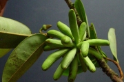 <strong>Annonaceae - Xylopia richardii - Boivin ex Baill.</strong><br />© Sarrailh Jean-Michel / CIRAD