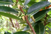 <strong>Annonaceae - Xylopia richardii - Boivin ex Baill.</strong><br />© Baret Stéphane