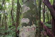 <strong>Annonaceae - Xylopia richardii - Boivin ex Baill.</strong><br />© Sarrailh Jean-Michel / CIRAD