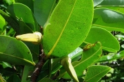 <strong>Annonaceae - Xylopia richardii - Boivin ex Baill.</strong><br />© Baret Stéphane