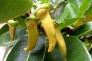 <strong>Annonaceae - Xylopia richardii - Boivin ex Baill.</strong><br />© Baret Stéphane