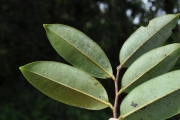 <strong>Annonaceae - Xylopia richardii - Boivin ex Baill.</strong><br />© Sarrailh Jean-Michel / CIRAD