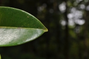 <strong>Annonaceae - Xylopia richardii - Boivin ex Baill.</strong><br />© Sarrailh Jean-Michel / CIRAD