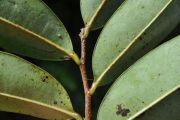 <strong>Annonaceae - Xylopia richardii - Boivin ex Baill.</strong><br />© Sarrailh Jean-Michel / CIRAD