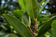 <strong>Annonaceae - Xylopia richardii - Boivin ex Baill.</strong><br />© Sarrailh Jean-Michel / CIRAD