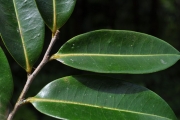 <strong>Annonaceae - Xylopia richardii - Boivin ex Baill.</strong><br />© Sarrailh Jean-Michel / CIRAD