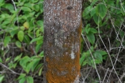 <strong>Annonaceae - Xylopia richardii - Boivin ex Baill.</strong><br />© Sarrailh Jean-Michel / CIRAD