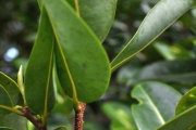 <strong>Annonaceae - Xylopia richardii - Boivin ex Baill.</strong><br />© Sarrailh Jean-Michel / CIRAD