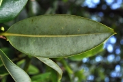 <strong>Annonaceae - Xylopia richardii - Boivin ex Baill.</strong><br />© Sarrailh Jean-Michel / CIRAD