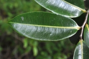 <strong>Annonaceae - Xylopia richardii - Boivin ex Baill.</strong><br />© Sarrailh Jean-Michel / CIRAD