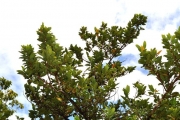 <strong>Annonaceae - Xylopia richardii - Boivin ex Baill.</strong><br />© Sarrailh Jean-Michel / CIRAD