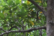 <strong>Annonaceae - Xylopia richardii - Boivin ex Baill.</strong><br />© Sarrailh Jean-Michel / CIRAD