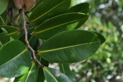 <strong>Annonaceae - Xylopia richardii - Boivin ex Baill.</strong><br />© Sarrailh Jean-Michel / CIRAD