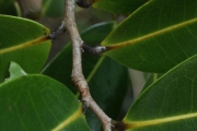 <strong>Annonaceae - Xylopia richardii - Boivin ex Baill.</strong><br />© Sarrailh Jean-Michel / CIRAD