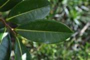 <strong>Annonaceae - Xylopia richardii - Boivin ex Baill.</strong><br />© Sarrailh Jean-Michel / CIRAD