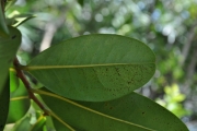 <strong>Annonaceae - Xylopia richardii - Boivin ex Baill.</strong><br />© Sarrailh Jean-Michel / CIRAD