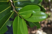 <strong>Annonaceae - Xylopia richardii - Boivin ex Baill.</strong><br />© Sarrailh Jean-Michel / CIRAD